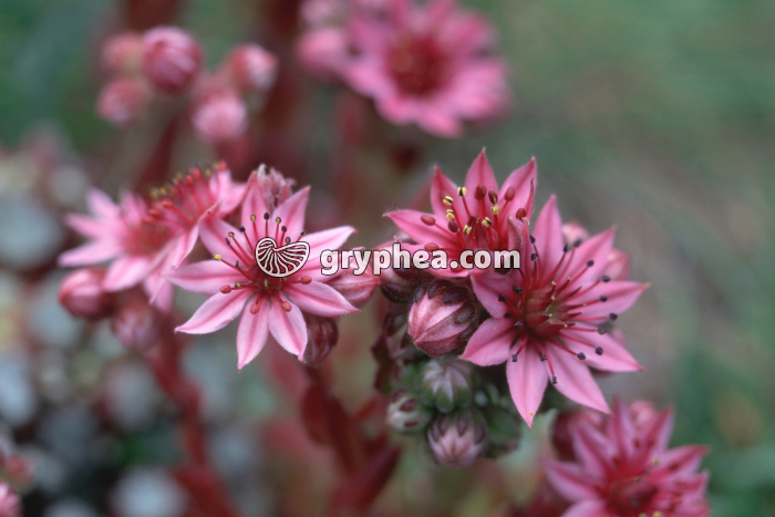 Joubarbe - gryphea.com